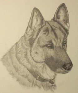 german-shepperd