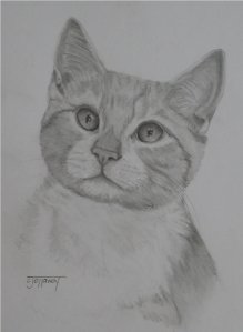 Orange Tabby Orange Tabby